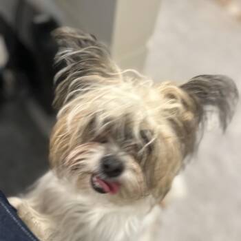 Mixed Breed Dogs Available for Adoption in West Chester, Pennsylvania - Princesa | PetCurious