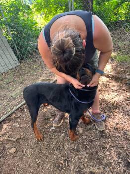 Gemini -  Rottweiler Dog for Adoption in Deering, New Hampshire - Gemini | PetCurious