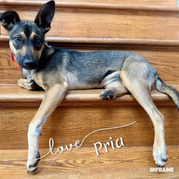 Rescue Mixed Breed Dogs for Adoption in Fredericksburg, Virginia - Pria | PetCurious