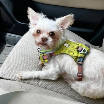 Wookie -  Yorkshire Terrier and Terrier Dog for Adoption in Cedar Park, Texas - Wookie | PetCurious