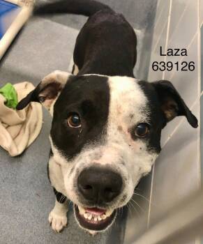 Rescue Pit Bull Terrier and American Bulldog Dogs for Adoption in Denison, Texas - Laza | PetCurious