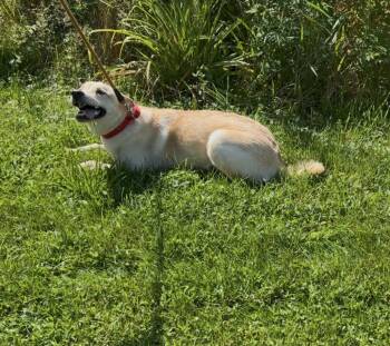 Rescue Yellow Labrador Retriever Dogs for Adoption in Medina, Ohio - Darla-Not Accepting Applications Yet! | PetCurious