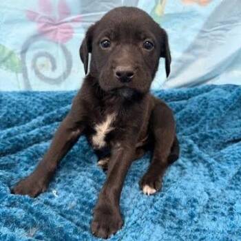 Labrador Retriever and Hound Dogs Available for Adoption in Hattiesburg, Mississippi - Hercules | PetCurious
