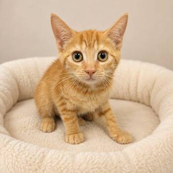 MAYA RUDOLPH -  Mixed Breed Dog for Adoption in Cranston, Rhode Island - MAYA RUDOLPH | PetCurious