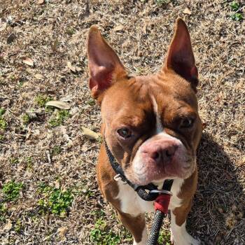 Boston Terrier Dogs Available for Adoption - Twix | PetCurious