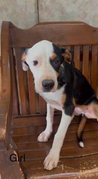 Greater Swiss Mountain Dog Puppies -  Greater Swiss Mountain Dog Dog for Adoption in Tyler, Texas - Greater Swiss Mountain Dog Puppies | PetCurious