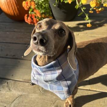 Yoda -  Dachshund Dog for Adoption in Olympia, Washington - Yoda | PetCurious