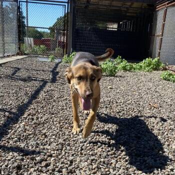 Willow -  German Shepherd Dog and Mixed Breed Dog for Adoption in Stilwell, Oklahoma - Willow | PetCurious