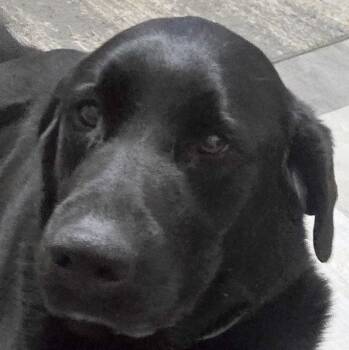 Labrador Retriever Dogs Available for Adoption - Rambo | PetCurious