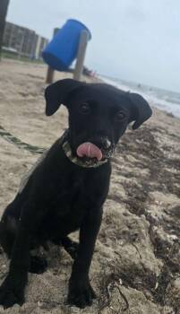 Croc -  Labrador Retriever Dog for Adoption in New Baltimore, Michigan - Croc | PetCurious