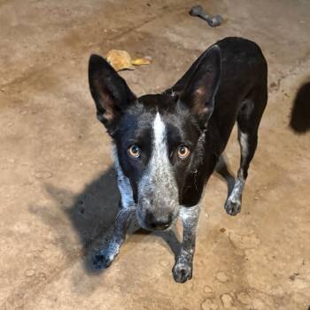 Rescue Australian Cattle Dog Blue Heeler Dogs for Adoption in Riverside, California - Bo'Winkle | PetCurious