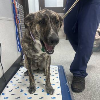 Rescue Shepherd Dogs for Adoption in Durango, Colorado - Ada | PetCurious