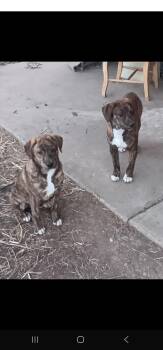 Rescue Plott Hound and Labrador Retriever Dogs for Adoption in Dittmer, Missouri - Malachi | PetCurious