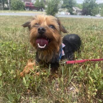 Kangaroo -  Yorkshire Terrier Dog for Adoption in Sinking Spring, Pennsylvania - Kangaroo | PetCurious