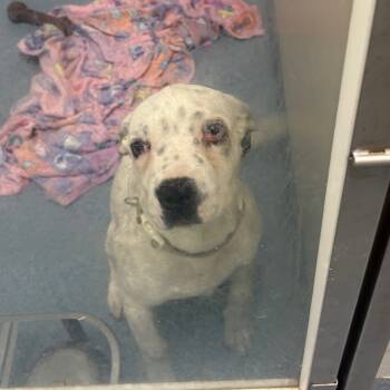 Rescue Mixed Breed Dogs for Adoption in Gainesville, Florida - Freckles | PetCurious