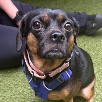 Pookie -  Pug and Mixed Breed Dog for Adoption in Wantagh, New York - Pookie | PetCurious