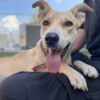 Rescue Retriever and Mixed Breed Dogs for Adoption in Kyle, Texas - VERA | PetCurious