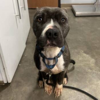 (Found) Gunnther -  Pit Bull Terrier and Mixed Breed Dog for Adoption in Cabot, Arkansas - (Found) Gunnther | PetCurious