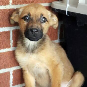 Daisy -  Shepherd and Mixed Breed Dog for Adoption in Minneapolis, Minnesota - Daisy | PetCurious