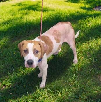 Rescue Hound and Pit Bull Terrier Dogs for Adoption in Petersburg, Virginia - Trax | PetCurious