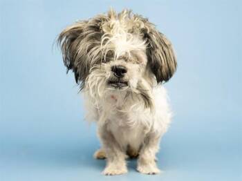 SNOOPY -  Shih Tzu Dog for Adoption in Phoenix, Arizona - SNOOPY | PetCurious