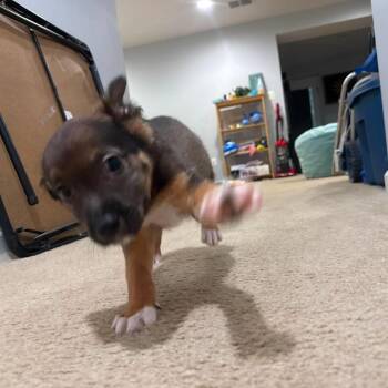 Slinky Dog -  Mixed Breed Dog for Adoption in Fredericksburg, Virginia - Slinky Dog | PetCurious