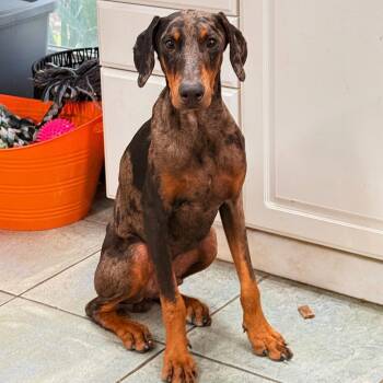 Phantom 3631 -  Doberman Pinscher Dog for Adoption in Oakland Park, Florida - Phantom 3631 | PetCurious