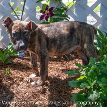 Achilles -  Terrier Dog for Adoption in Wake Forest, North Carolina - Achilles | PetCurious
