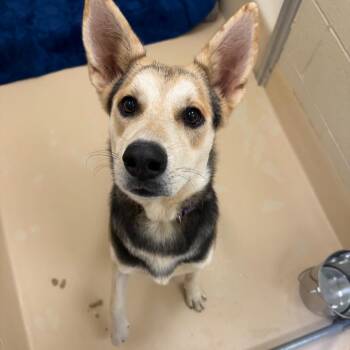 Poof -  Mixed Breed Dog for Adoption in Winston-salem, North Carolina - Poof | PetCurious