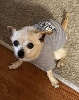 Chihuahua Dogs Available for Adoption - Little | PetCurious