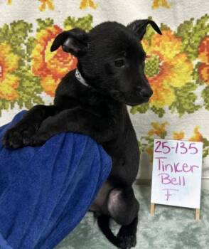 Rescue Labrador Retriever and Mixed Breed Dogs for Adoption in Barnesville, Georgia - 25-135 Tinker Bell | PetCurious
