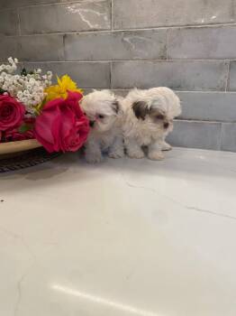 Shih Tzu Dogs Available for Adoption in Detroit, Michigan  - Cure Shih Tzu Puppies For Adoption  | PetCurious