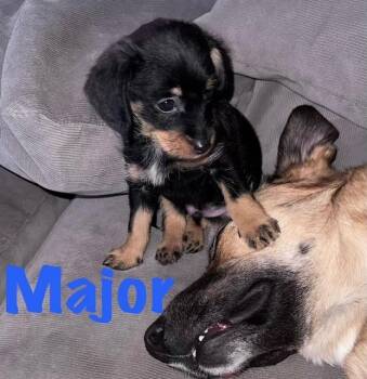 Terrier and Yorkshire Terrier Dogs Available for Adoption - MAJOR | PetCurious