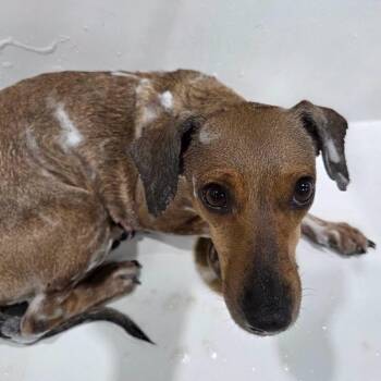 Toffee -  Dachshund and Chihuahua Dog for Adoption in Lakewood Ranch, Florida - Toffee | PetCurious