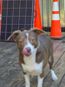 Brownie -  Australian Shepherd Dog for Adoption in Eatontown, New Jersey - Brownie | PetCurious