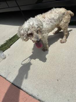Poodle and Mixed Breed Dogs Available for Adoption in Doral, Florida - CURLY | PetCurious