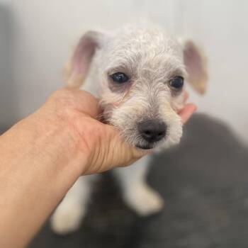 Butter -  Poodle Dog for Adoption in Escondido, California - Butter | PetCurious