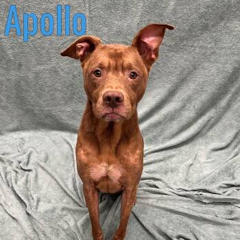 Apollo -  Mixed Breed Dog for Adoption in Pleasantville, New Jersey - Apollo | PetCurious