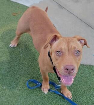 Rescue American Staffordshire Terrier and Mixed Breed Dogs for Adoption in Fort Lauderdale, Florida - GIA | PetCurious