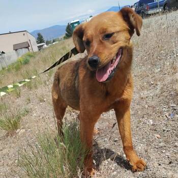 Mixed Breed Dogs Available for Adoption in Tacoma, Washington - Rose | PetCurious