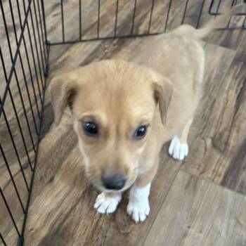 Skywalker -  Shepherd and Labrador Retriever Dog for Adoption in Panama City, Florida - Skywalker | PetCurious