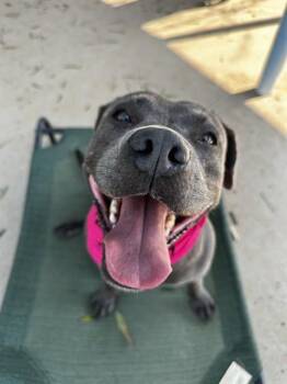 EYWAY -  Pit Bull Terrier Dog for Adoption in Charlotte, North Carolina - EYWAY | PetCurious