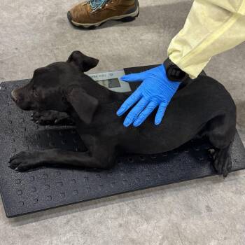 Miracle -  Mixed Breed Dog for Adoption in Las Cruces, New Mexico - Miracle | PetCurious