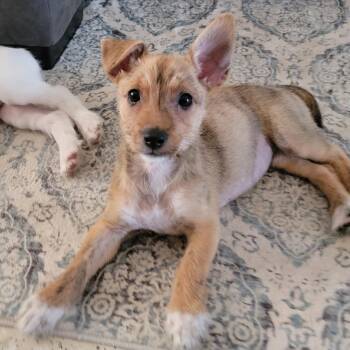Juni -  Chihuahua Dog for Adoption in Isabela, Isabela - Juni | PetCurious