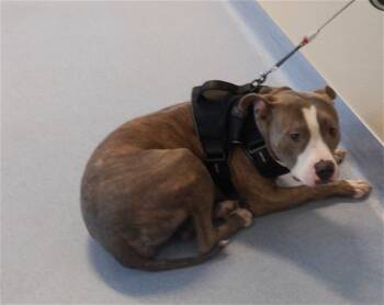 Rescue Pit Bull Terrier Dogs for Adoption in San Jose, California - BRITTNEY | PetCurious