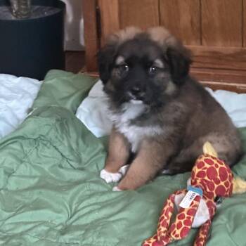 Prince -  Mixed Breed Dog for Adoption in Wappingers Falls, New York - Prince | PetCurious