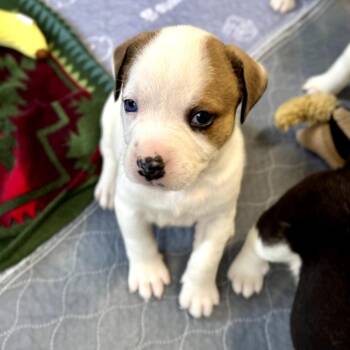 Pit Bull Terrier Dogs Available for Adoption - Puck | PetCurious