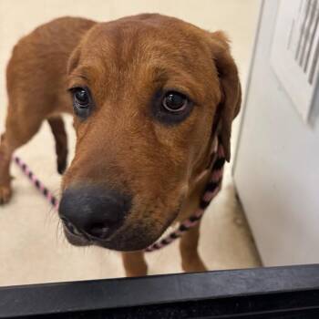 Bailey -  Mixed Breed Dog for Adoption in Lake Panasoffkee, Florida - Bailey | PetCurious