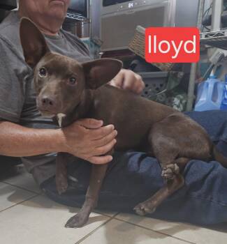 Lloyd -  Chihuahua Dog for Adoption in Fort Worth, Texas - Lloyd | PetCurious
