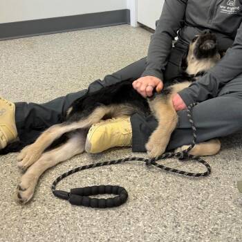 Mixed Breed Dogs Available for Adoption - Twizzlers | PetCurious